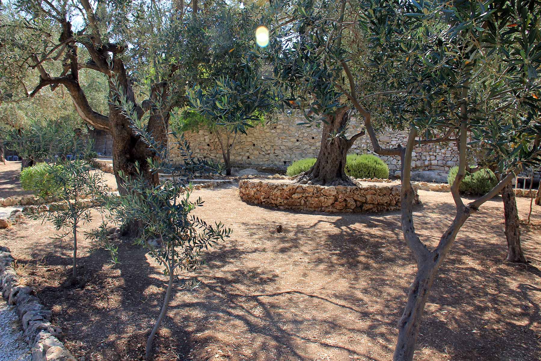 Gethsemane image 9